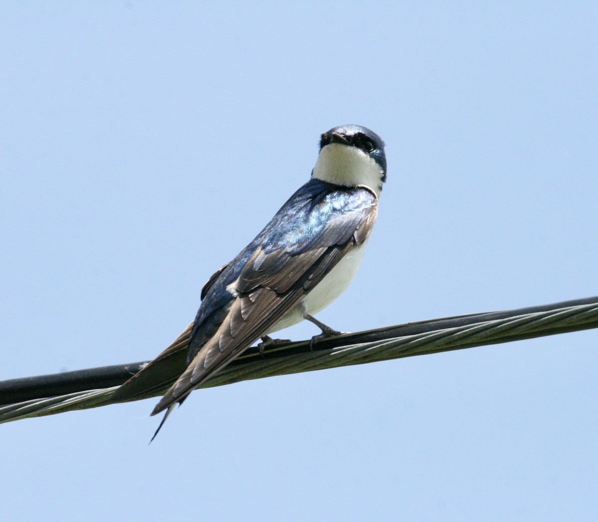 Tree Swallow - ML619630961