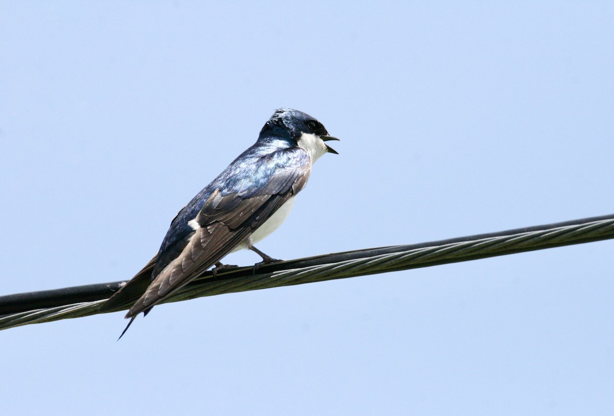 Tree Swallow - Andrew Charles