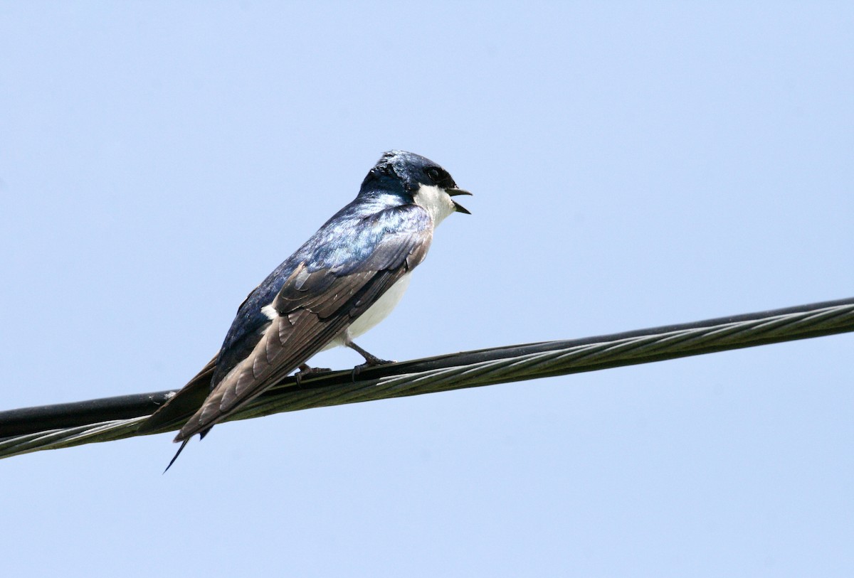 Tree Swallow - ML619630962