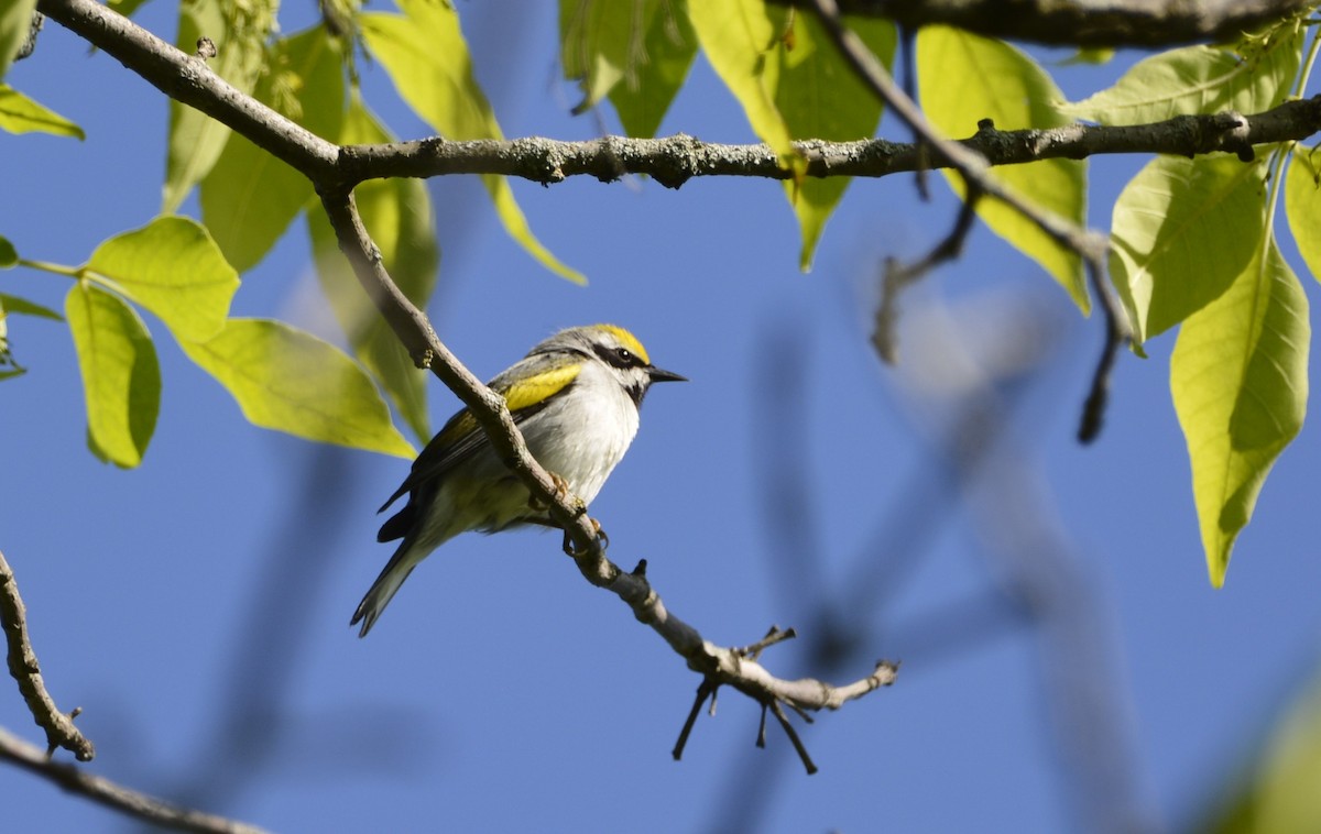 Golden-winged Warbler - Dominique Blanc