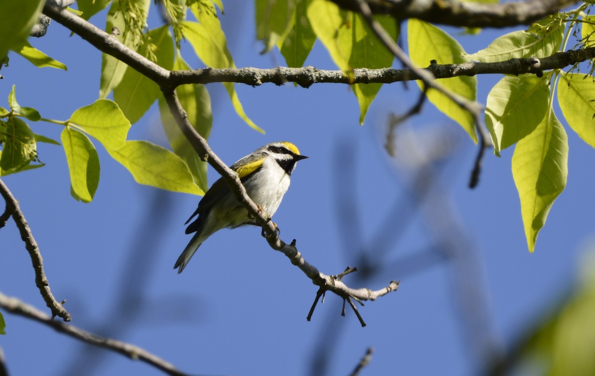 Golden-winged Warbler - Dominique Blanc