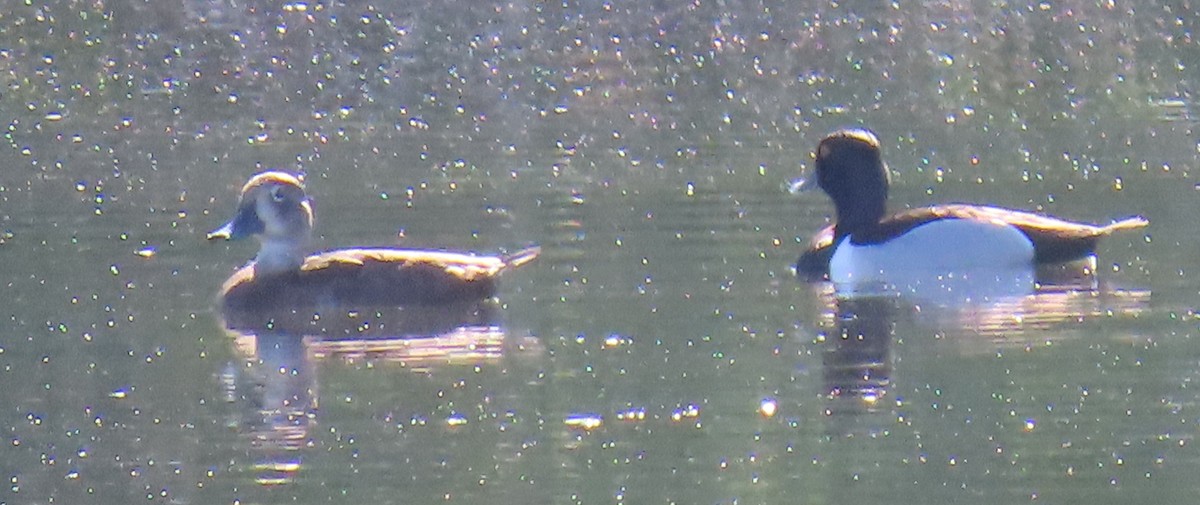 Ring-necked Duck - Catherine Hagen