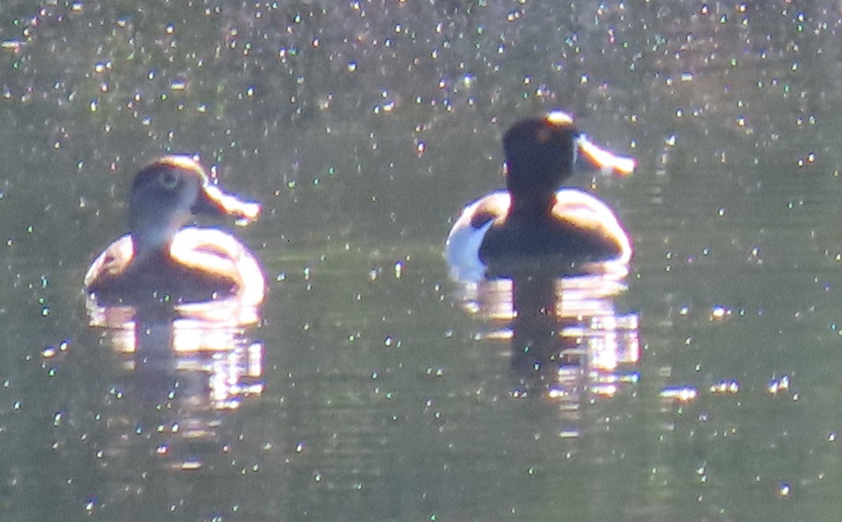 Ring-necked Duck - Catherine Hagen