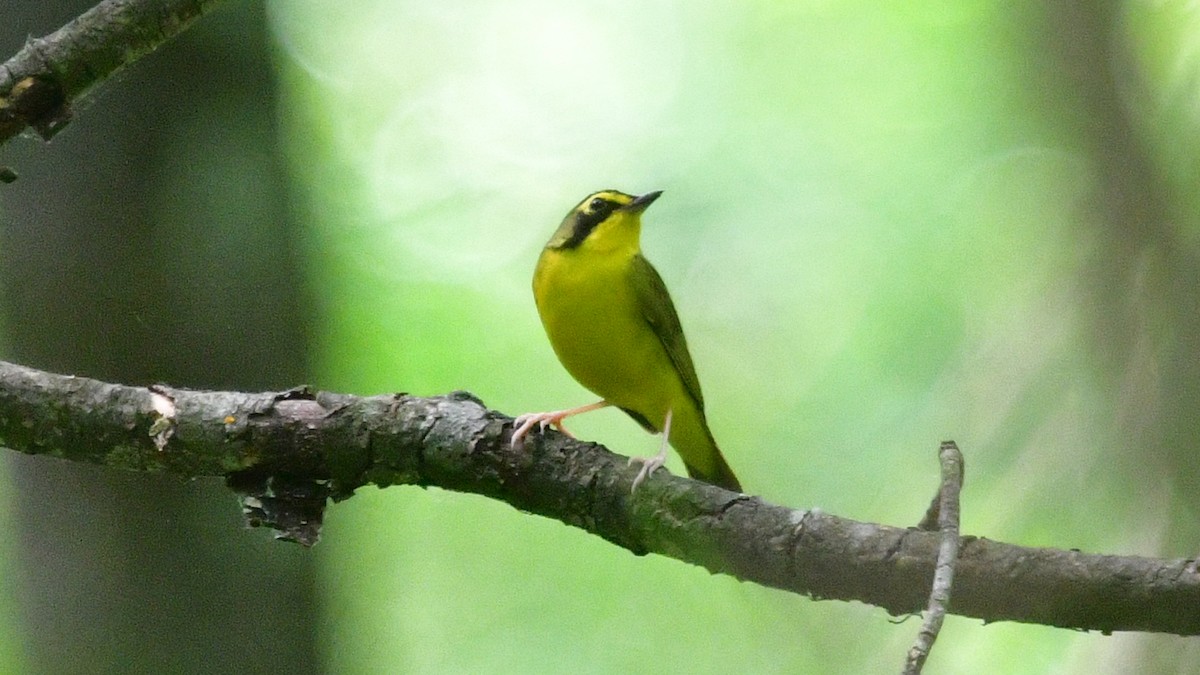 Kentucky Warbler - Carl Winstead