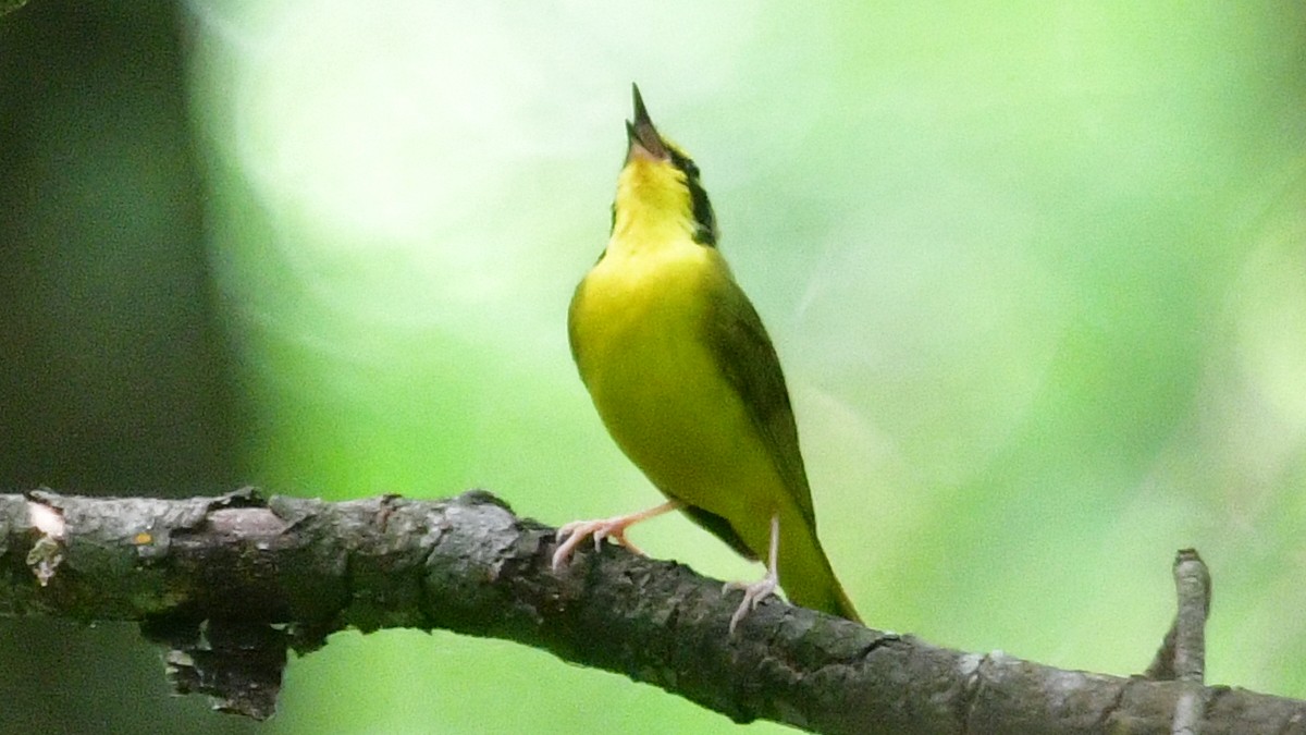 Kentucky Warbler - Carl Winstead