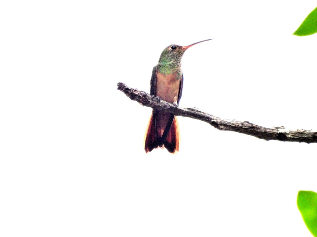 Buff-bellied Hummingbird - Manuel Graniel