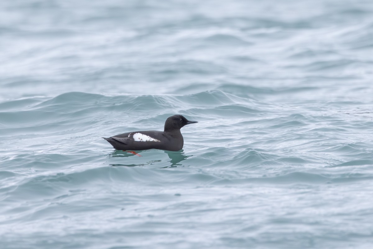 Black Guillemot - Carol Holmes