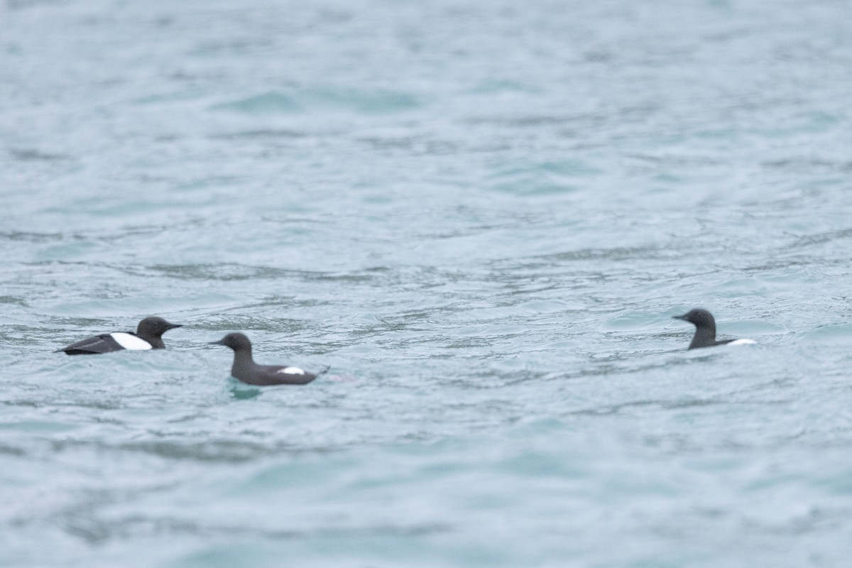 Black Guillemot - Carol Holmes