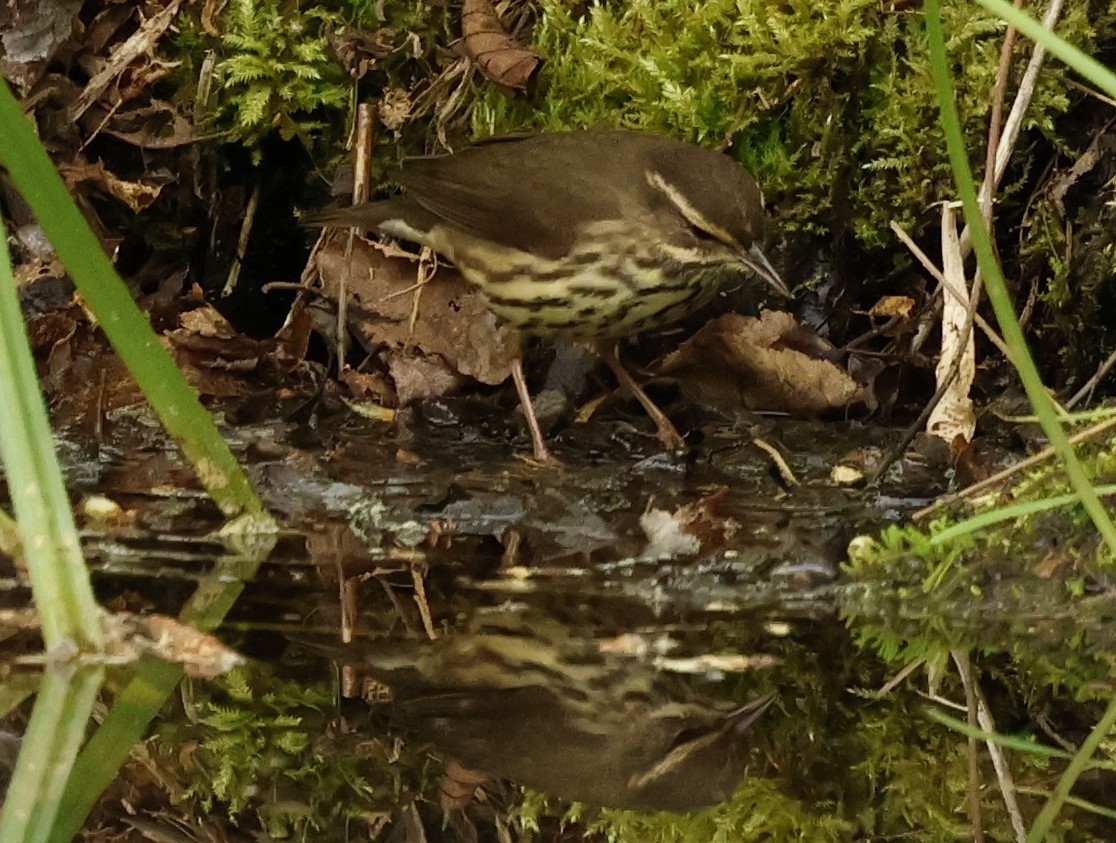 Northern Waterthrush - Jean-Pierre Gagné