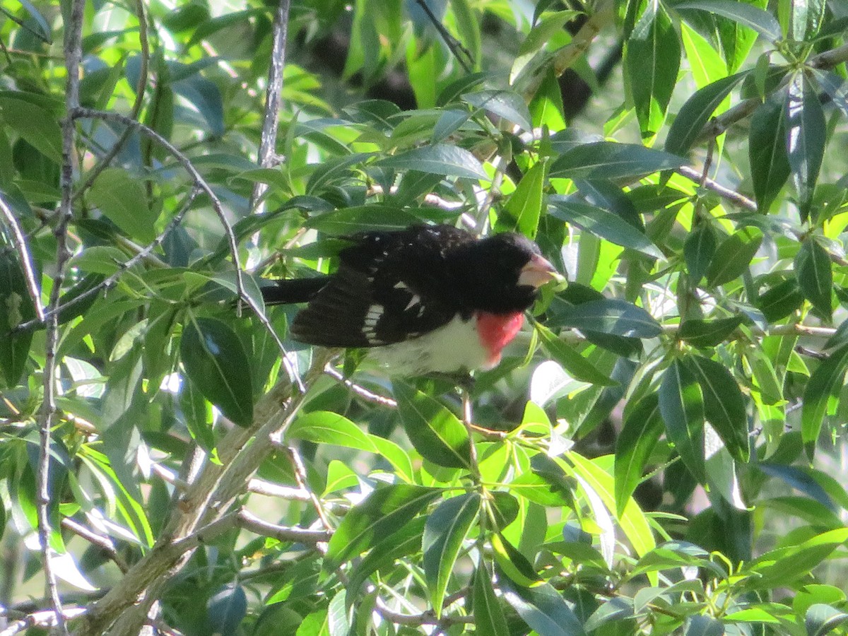 Cardinal à poitrine rose - ML619631004