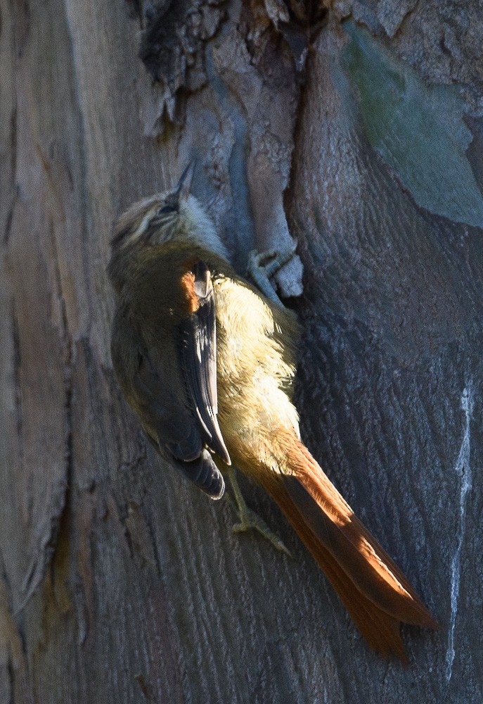 Creamy-crested Spinetail - Jose-Miguel Ponciano