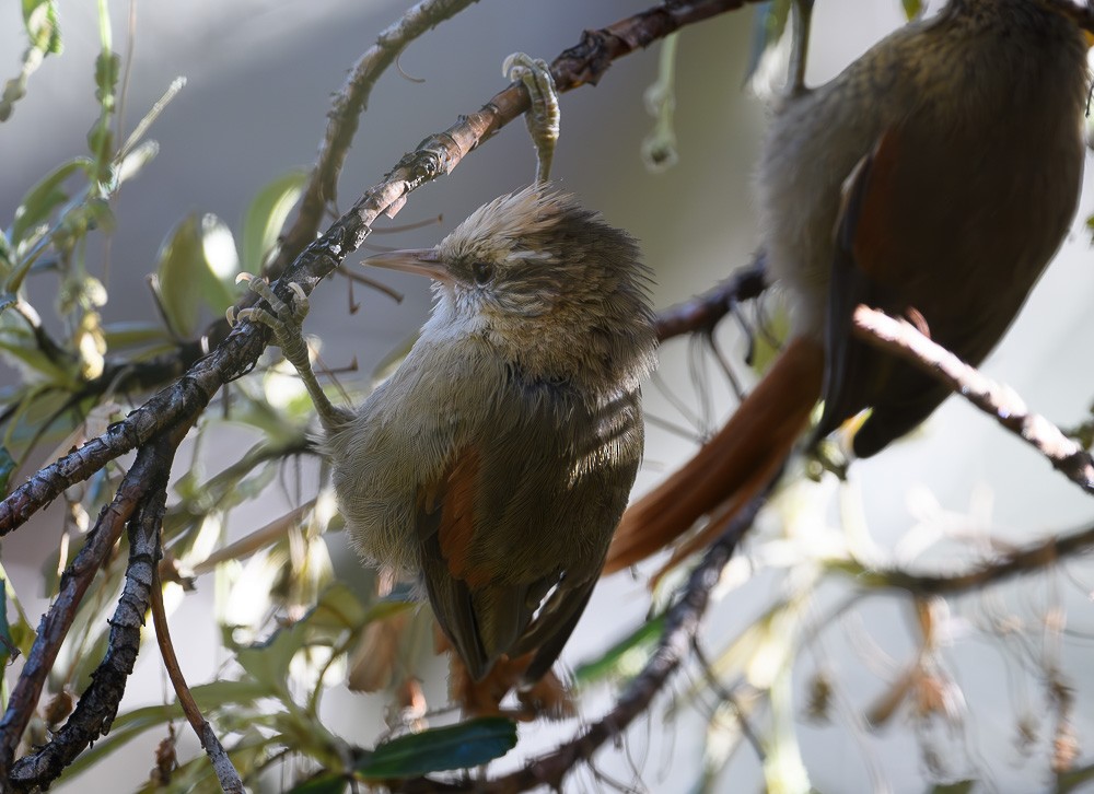 Creamy-crested Spinetail - ML619631008