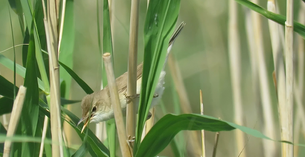 Common Reed Warbler - Houman Doroudi