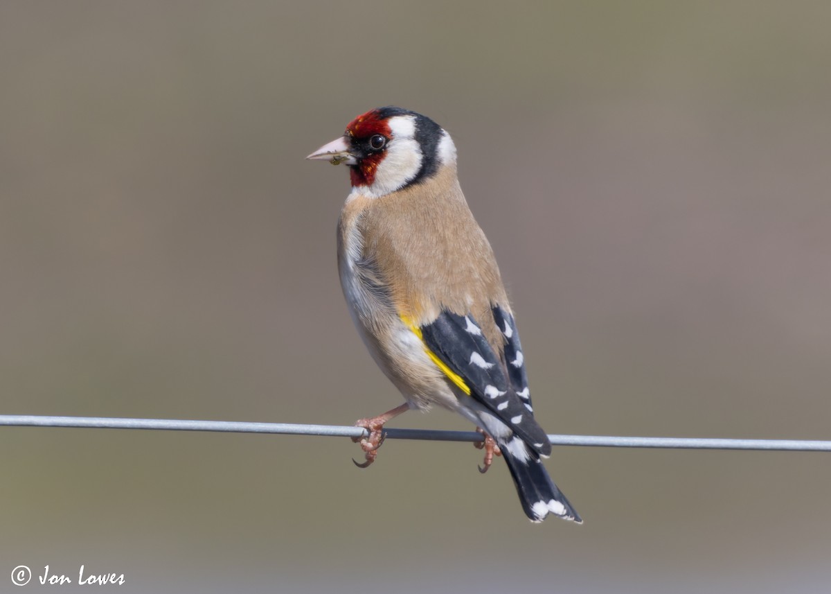 European Goldfinch (European) - Jon Lowes