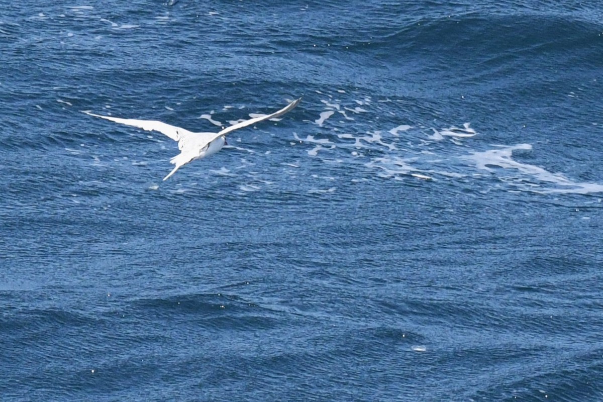 Red-billed Tropicbird - Bill Eisele