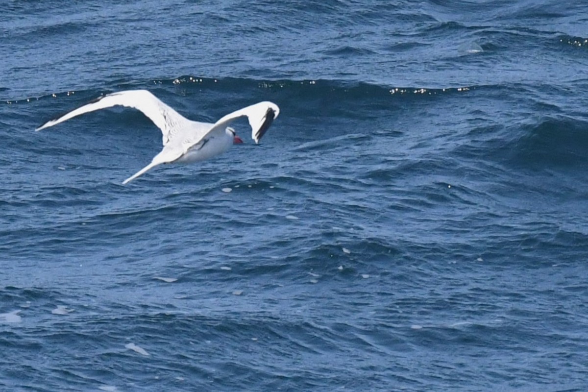 Red-billed Tropicbird - ML619631027