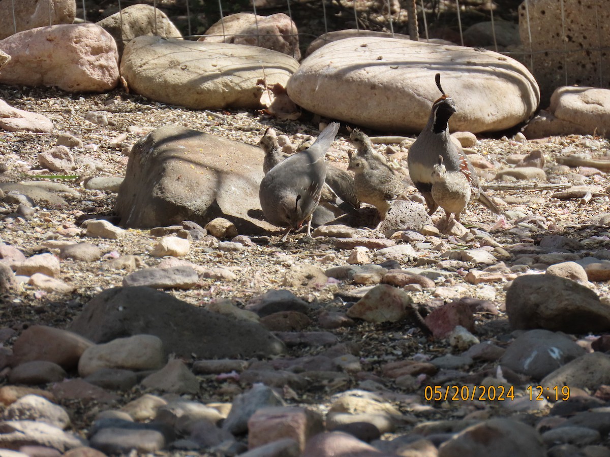 Gambel's Quail - Andy Harrison