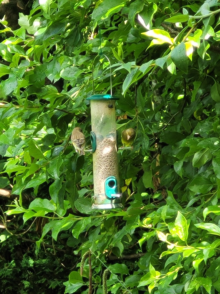 European Greenfinch - Neve Hughes