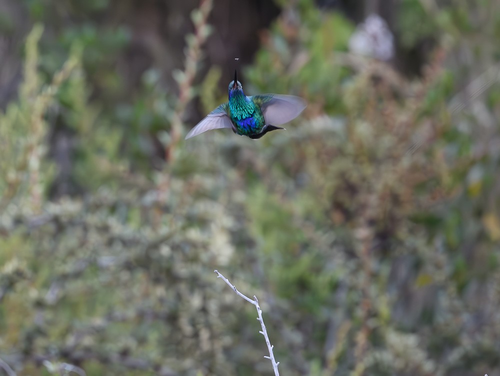 Sparkling Violetear - Jose-Miguel Ponciano