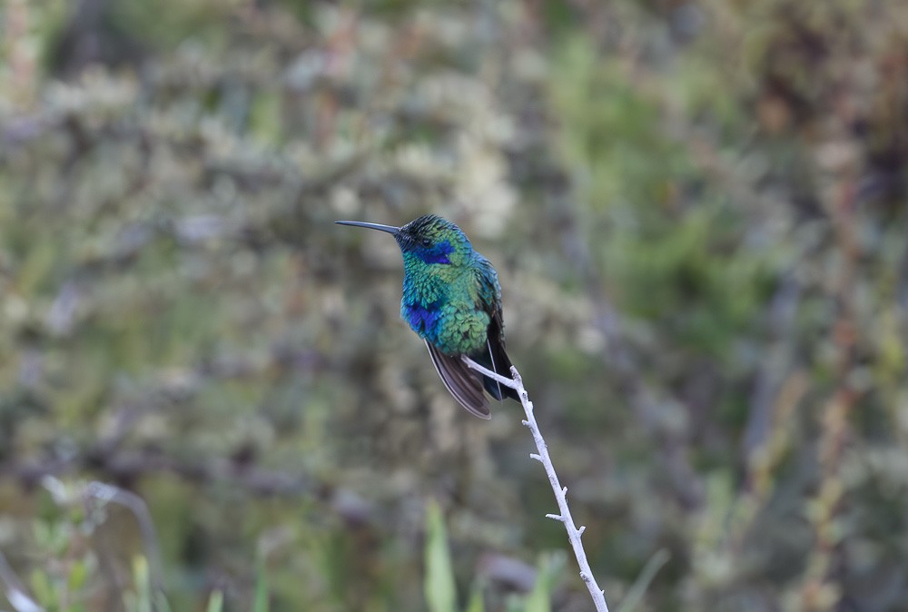 Sparkling Violetear - Jose-Miguel Ponciano