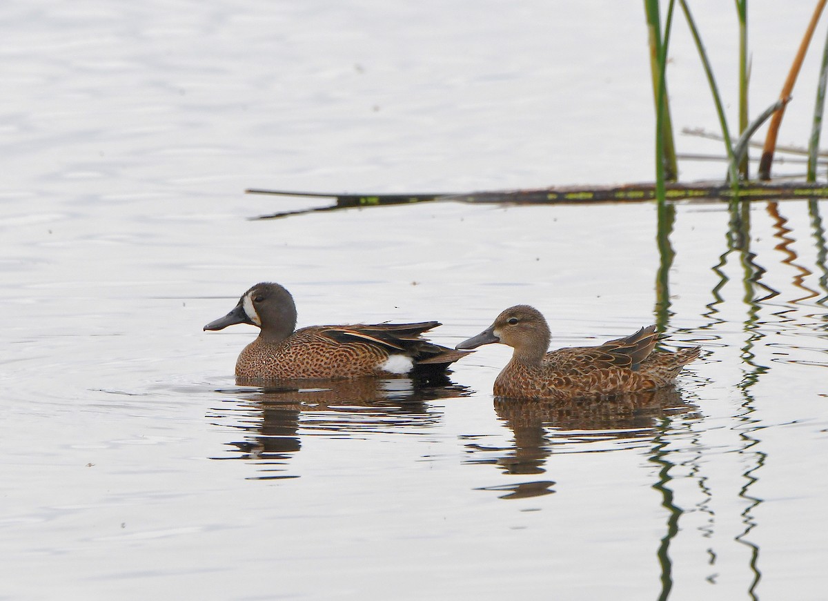 Blue-winged Teal - Carol Riddell