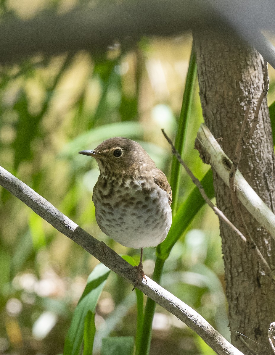 Swainson's Thrush - ML619631045