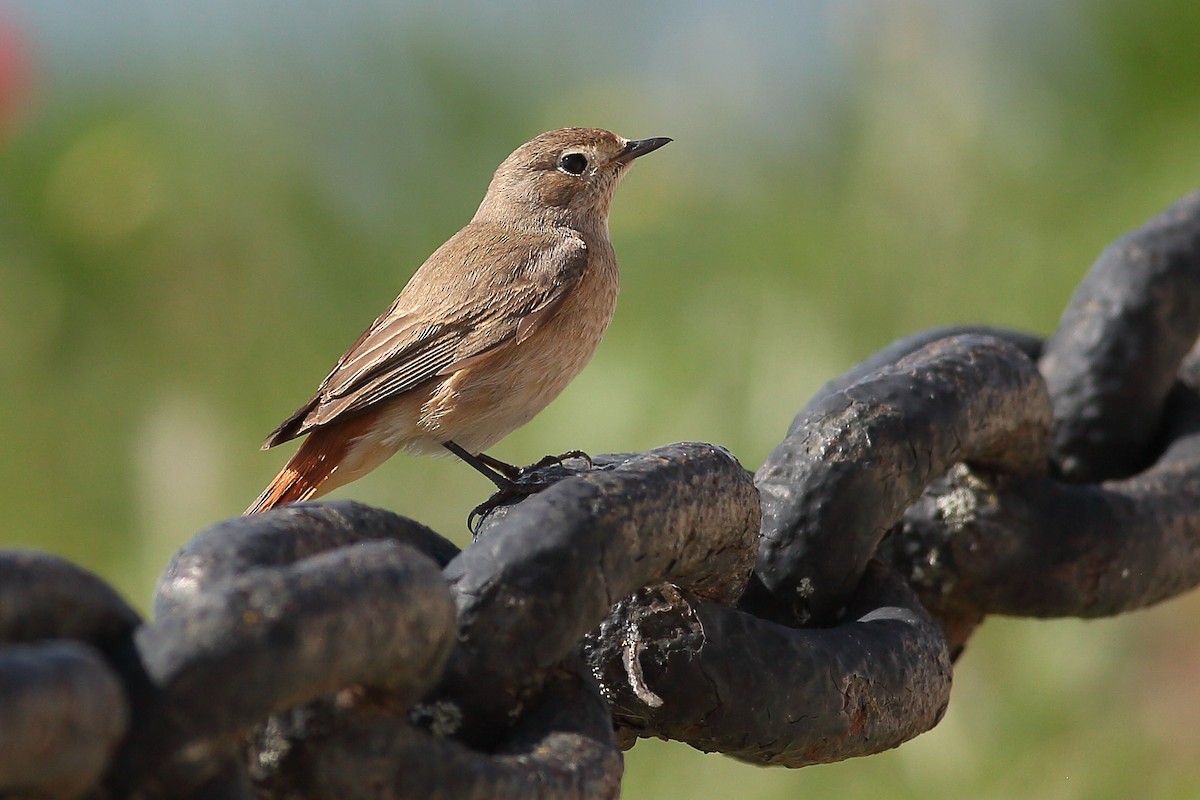 Common Redstart (Common) - Daniel Mitev
