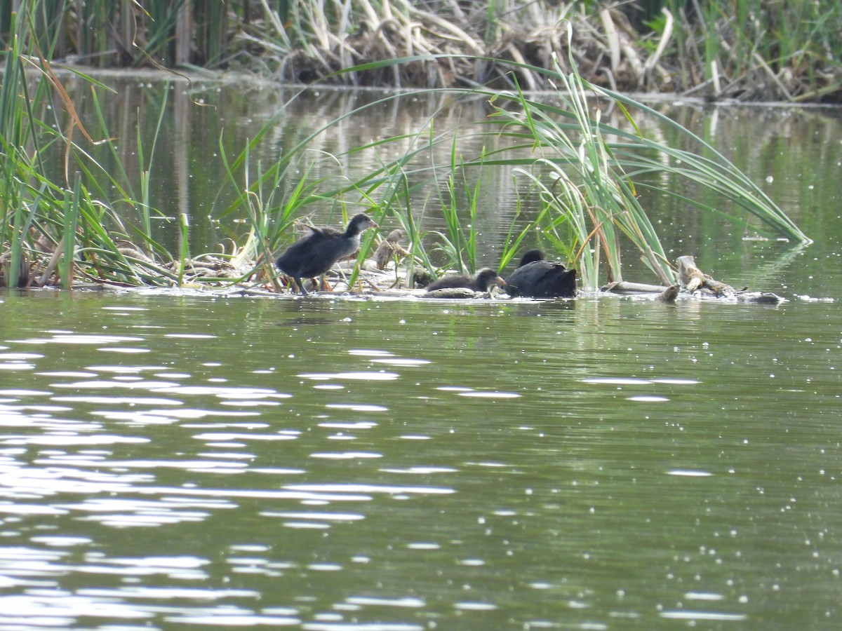 Eurasian Coot - Danka Jaksic