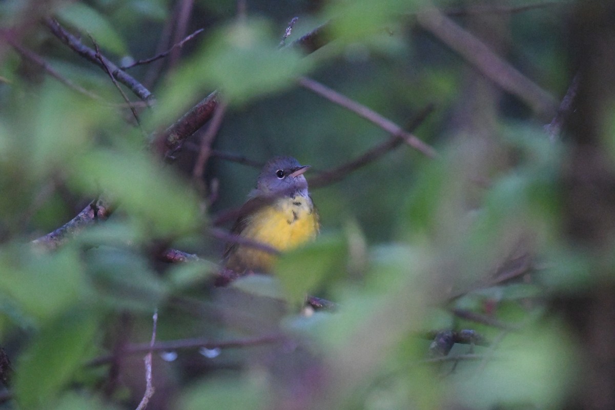 Connecticut/MacGillivray's/Mourning Warbler - Ryne Rutherford