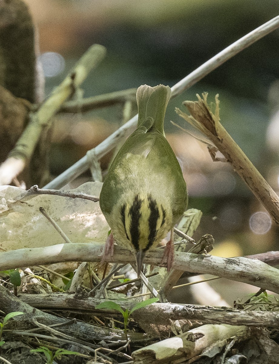 Worm-eating Warbler - James McCall