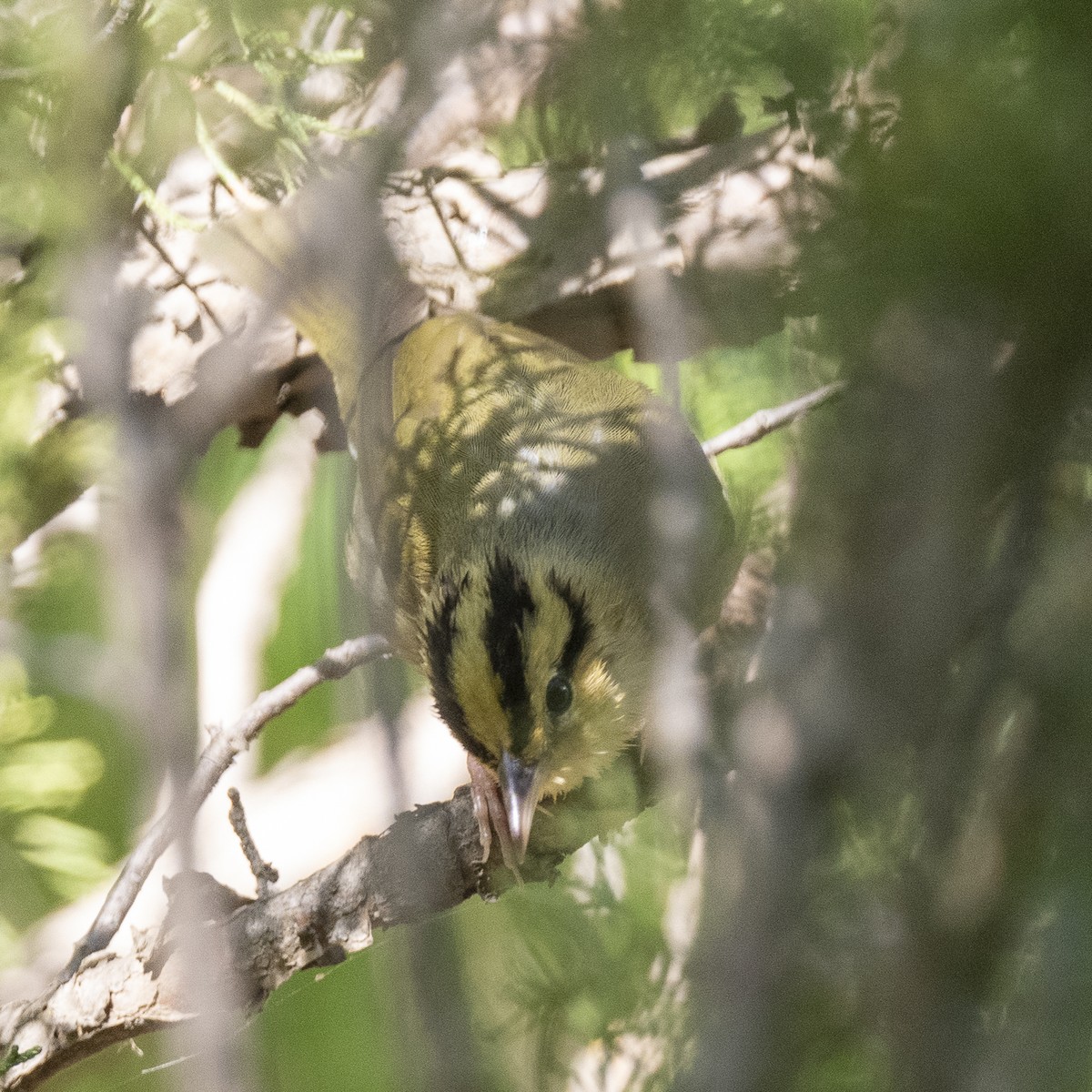 Worm-eating Warbler - James McCall