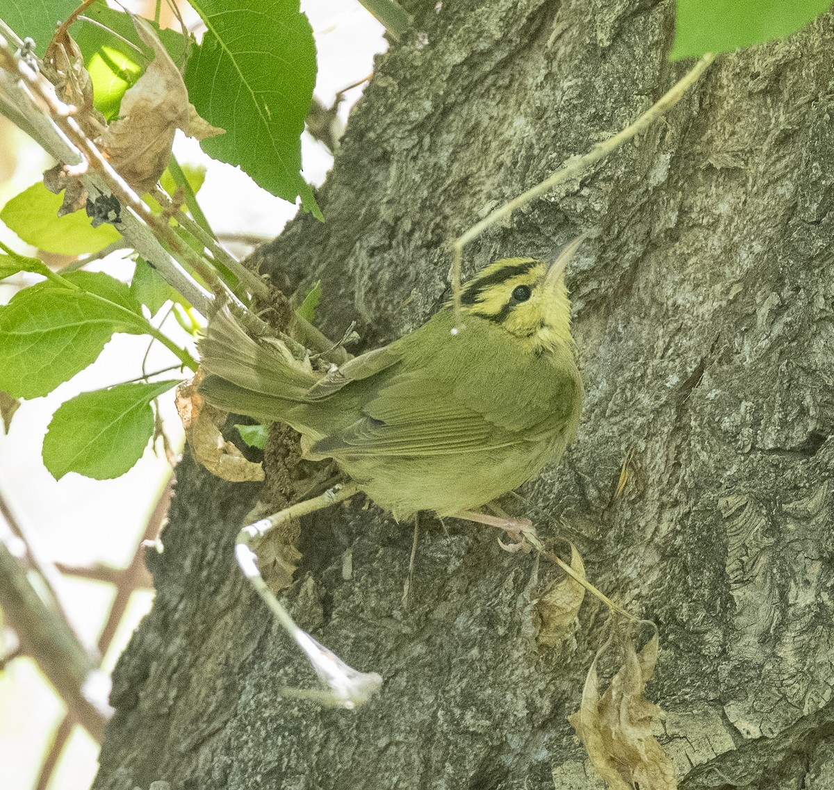 Worm-eating Warbler - James McCall