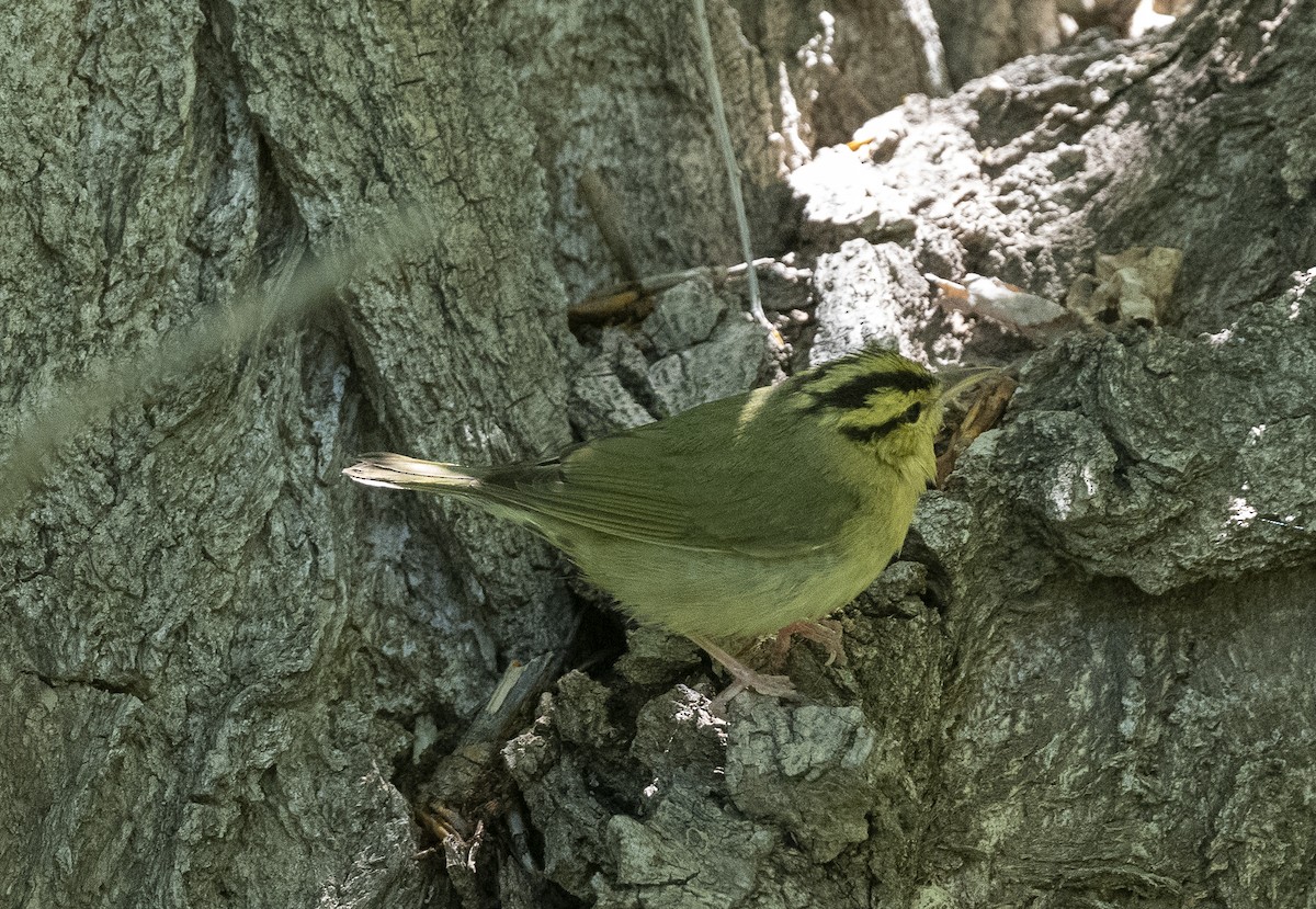 Worm-eating Warbler - James McCall