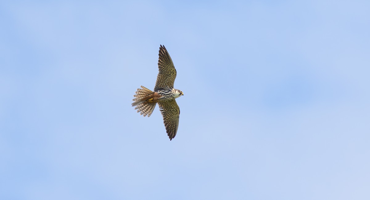 Eurasian Hobby - Brian Small