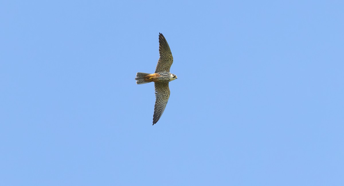 Eurasian Hobby - ML619631083