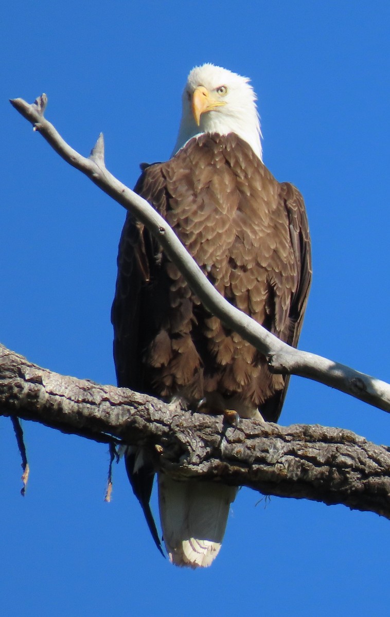 Bald Eagle - Catherine Hagen