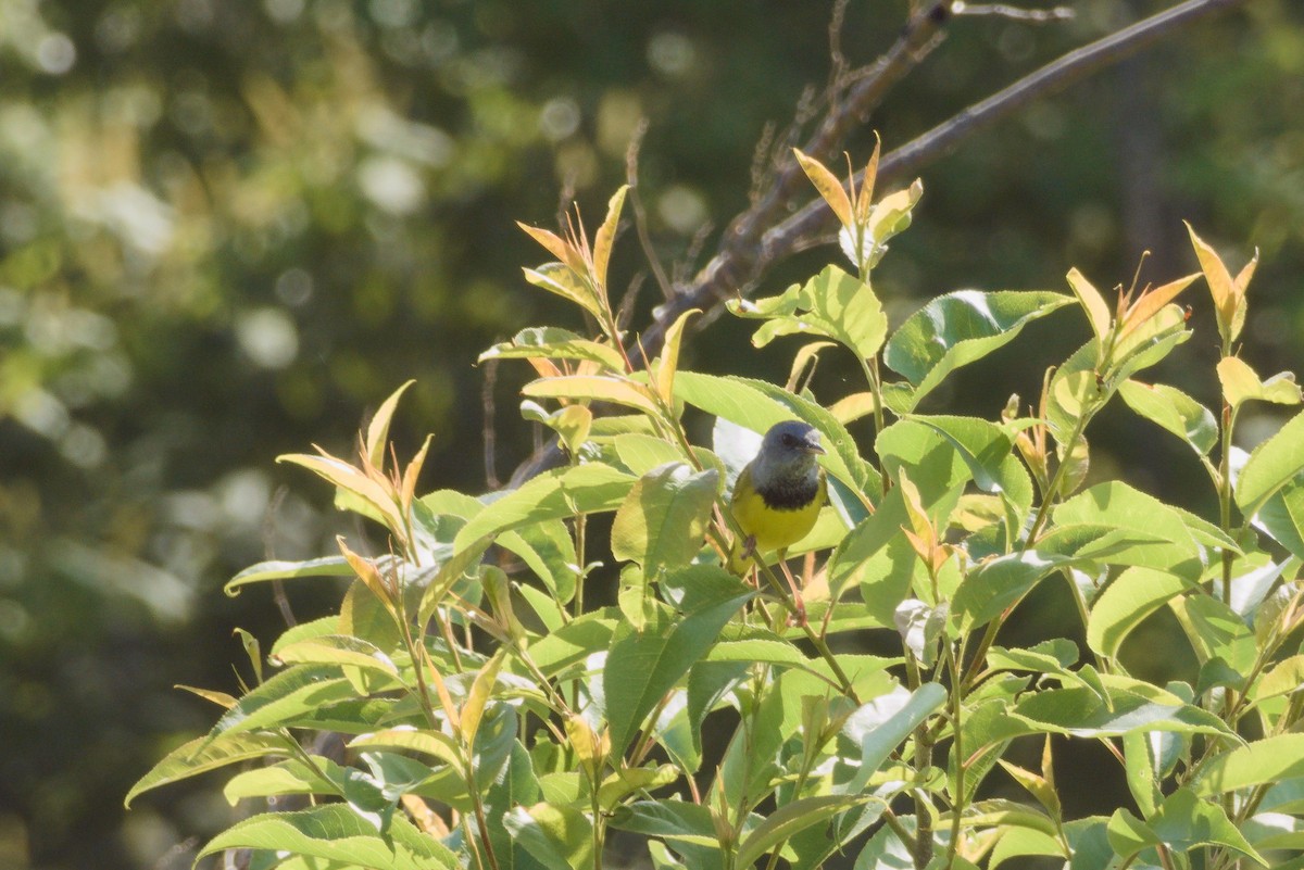 Mourning Warbler - Scott Harris