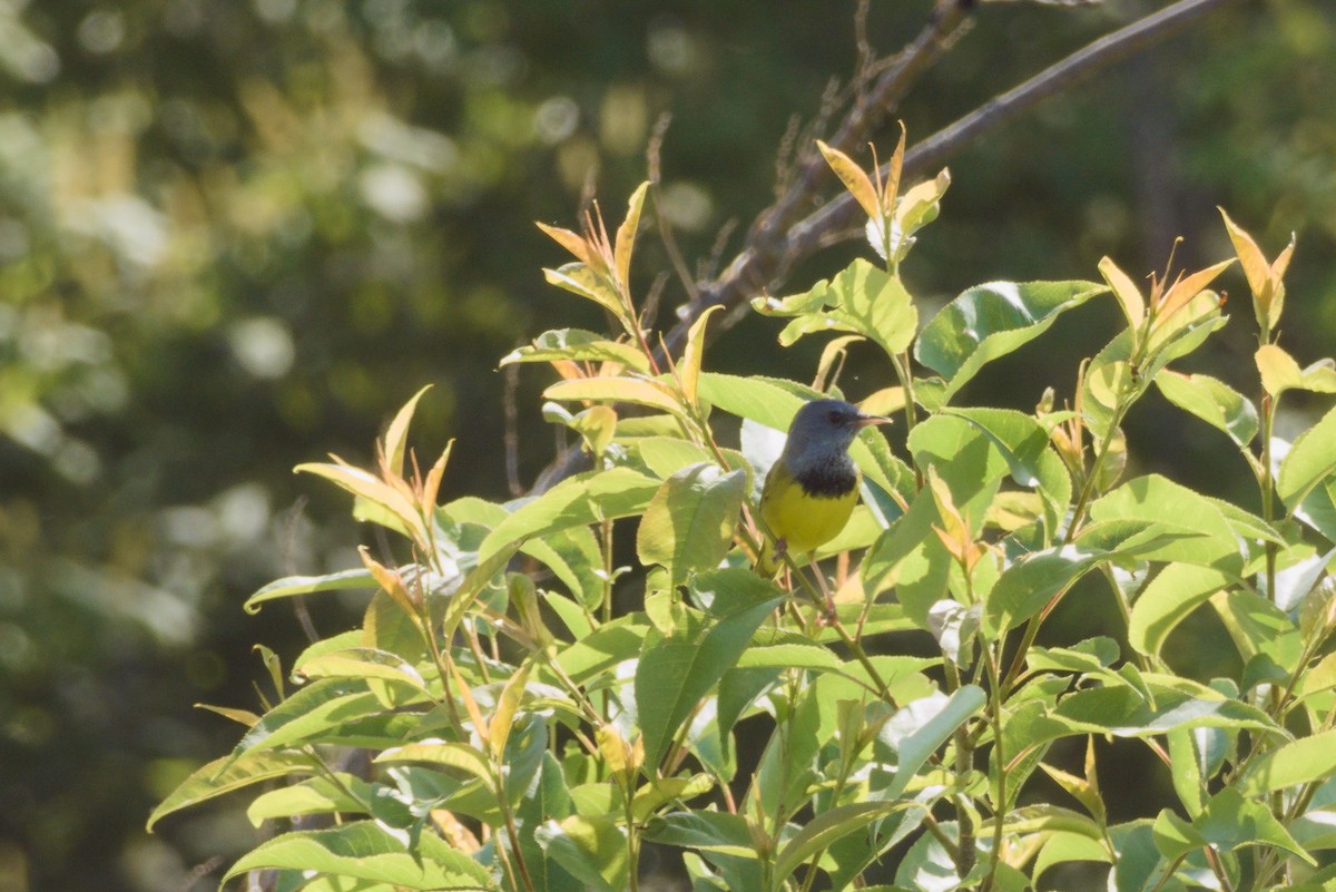 Mourning Warbler - Scott Harris