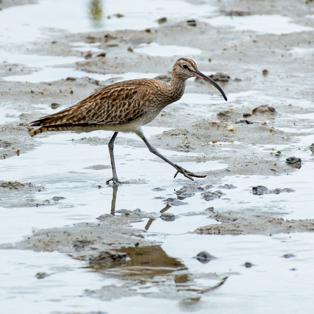 Whimbrel - Andrew Moore