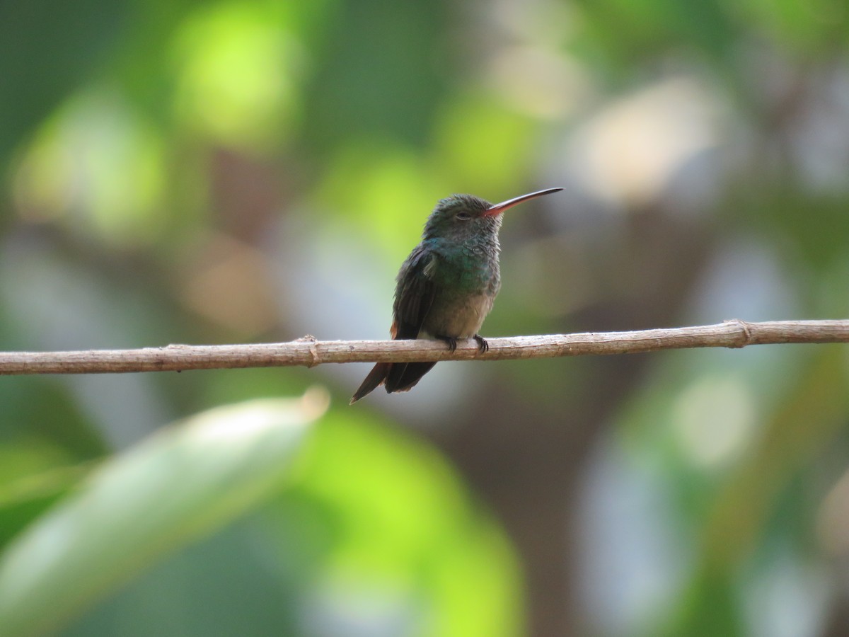 Rufous-tailed Hummingbird - Sam Holcomb