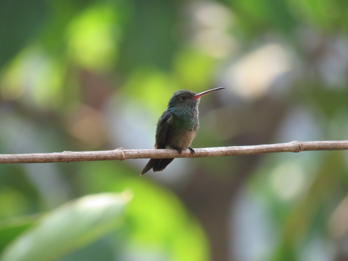 Rufous-tailed Hummingbird - Sam Holcomb