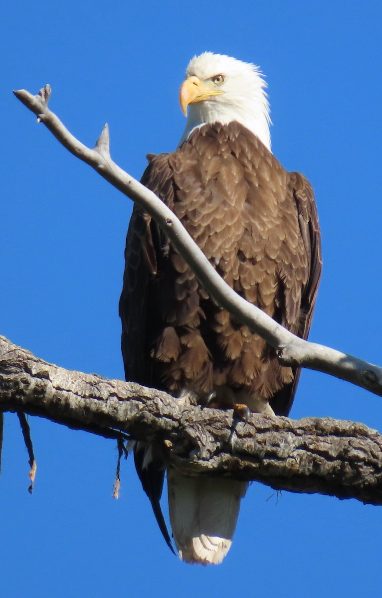 Bald Eagle - Catherine Hagen