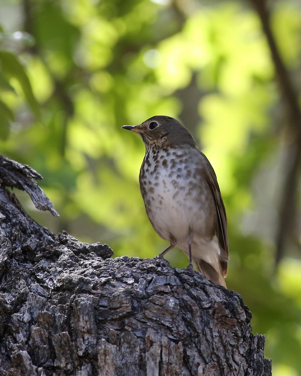 Hermit Thrush - Marceline VandeWater