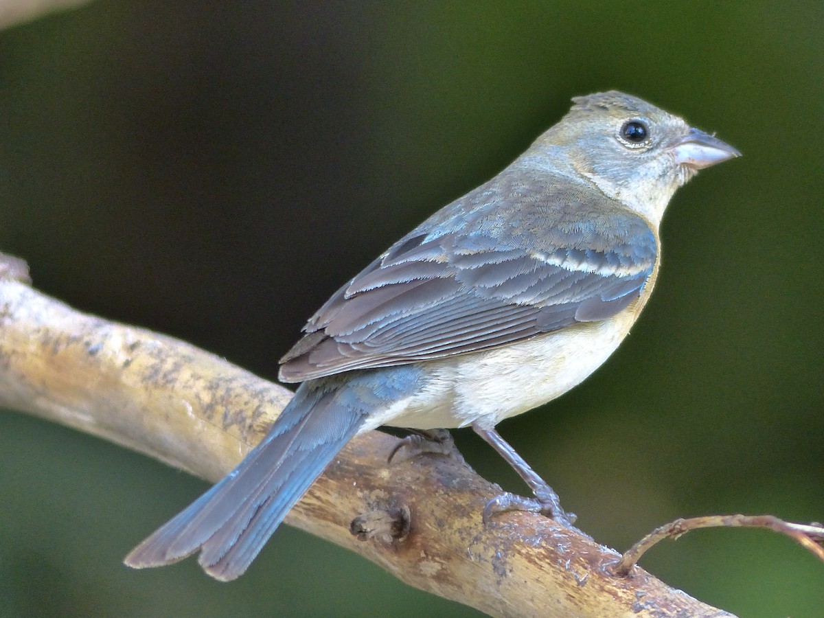 Lazuli Bunting - mark lundgren