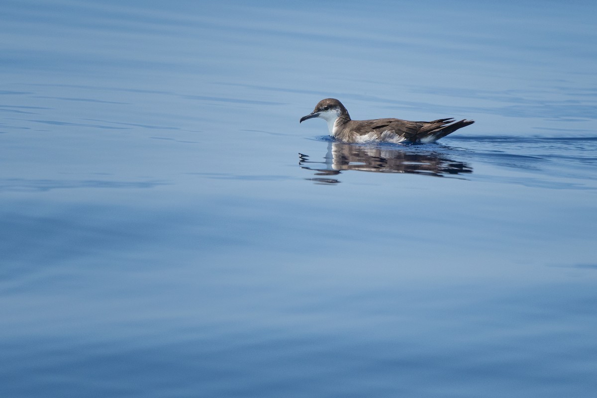 Audubon's Shearwater - Neo Morpheus