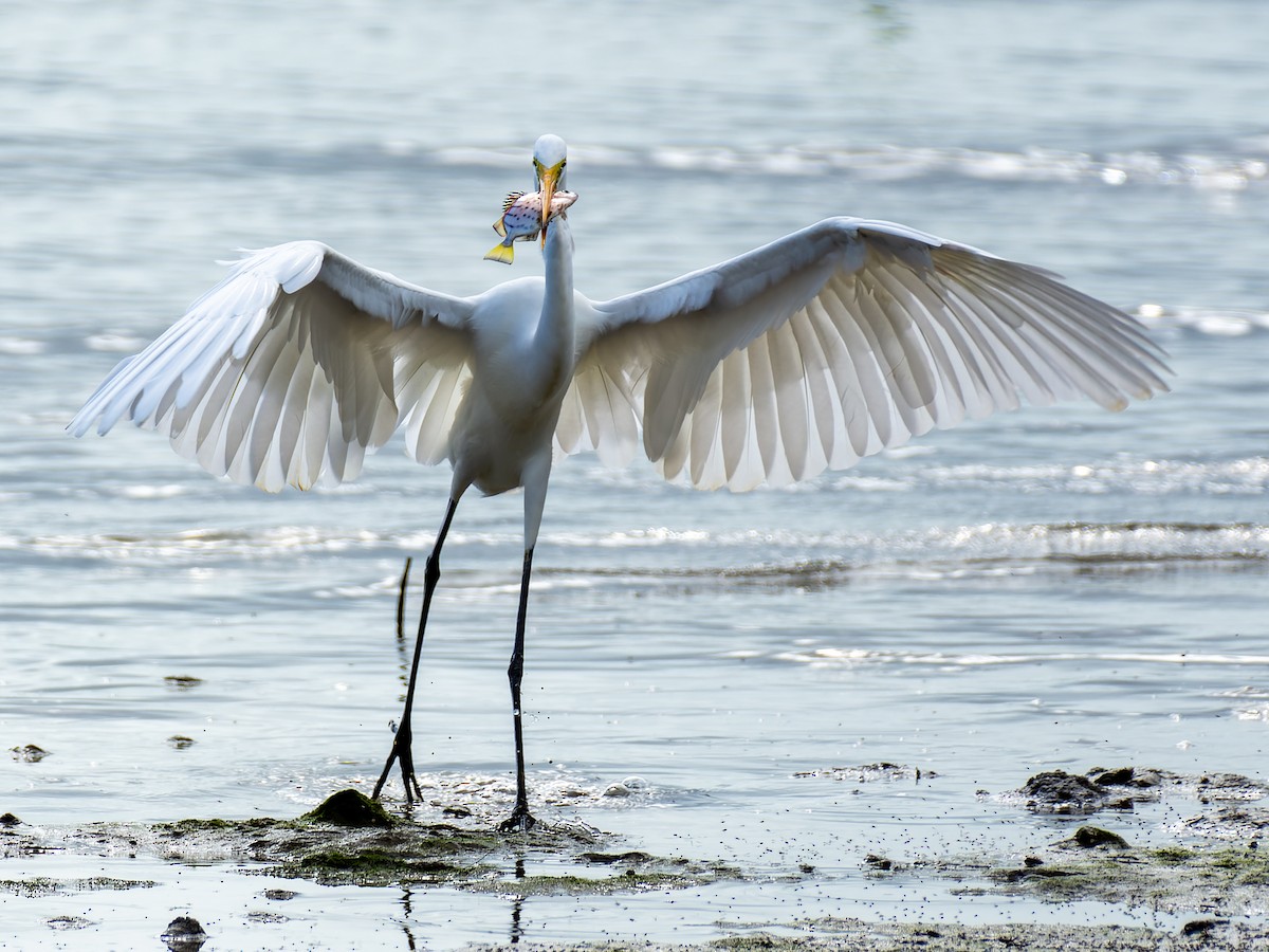 Great Egret - ML619631109