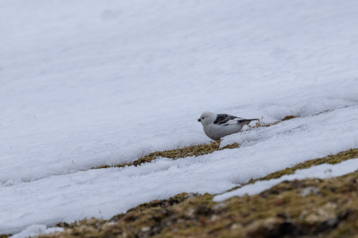 Snow Bunting - Carol Holmes