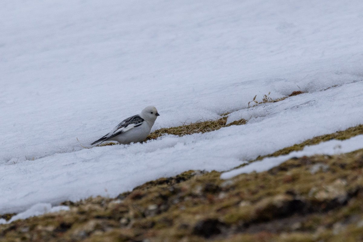 Snow Bunting - Carol Holmes