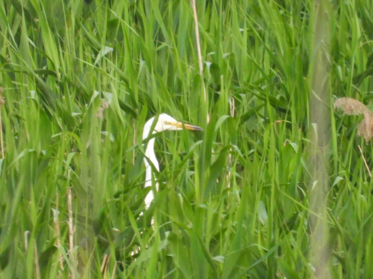 Great Egret - Danka Jaksic