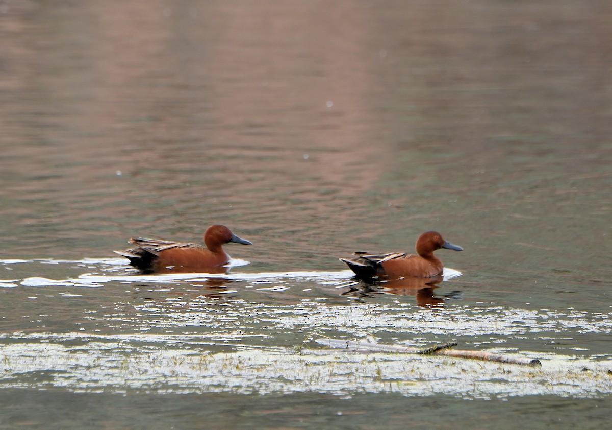 Cinnamon Teal - Carol Riddell